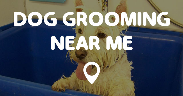 DOG GROOMING NEAR ME - Points Near Me