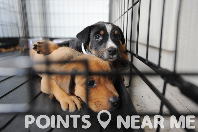 ANIMAL SHELTERS NEAR ME Points Near Me