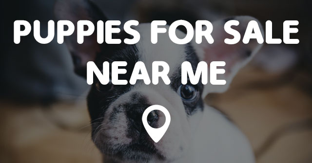 PUPPIES FOR SALE NEAR ME - Points Near Me