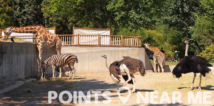 ZOO NEAR ME - Points Near Me