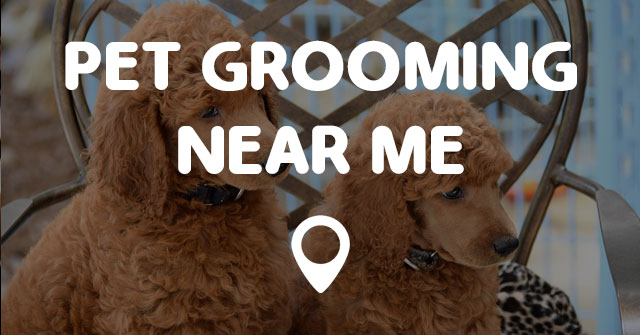 PET GROOMING NEAR ME - Points Near Me